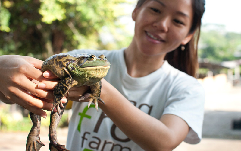 Staff holding frog at Jurong Frog Farm